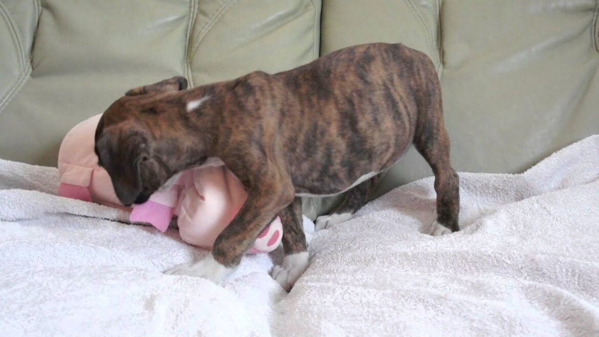 ボクサーの子犬2011.07.27