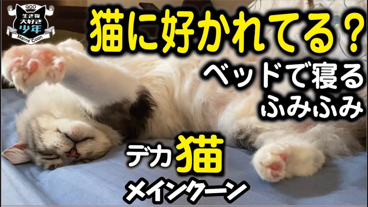 【メインクーン】大型猫が飼い主のベッドで寝たりふみふみしたり♪飼い主に好意を持つ猫の行動