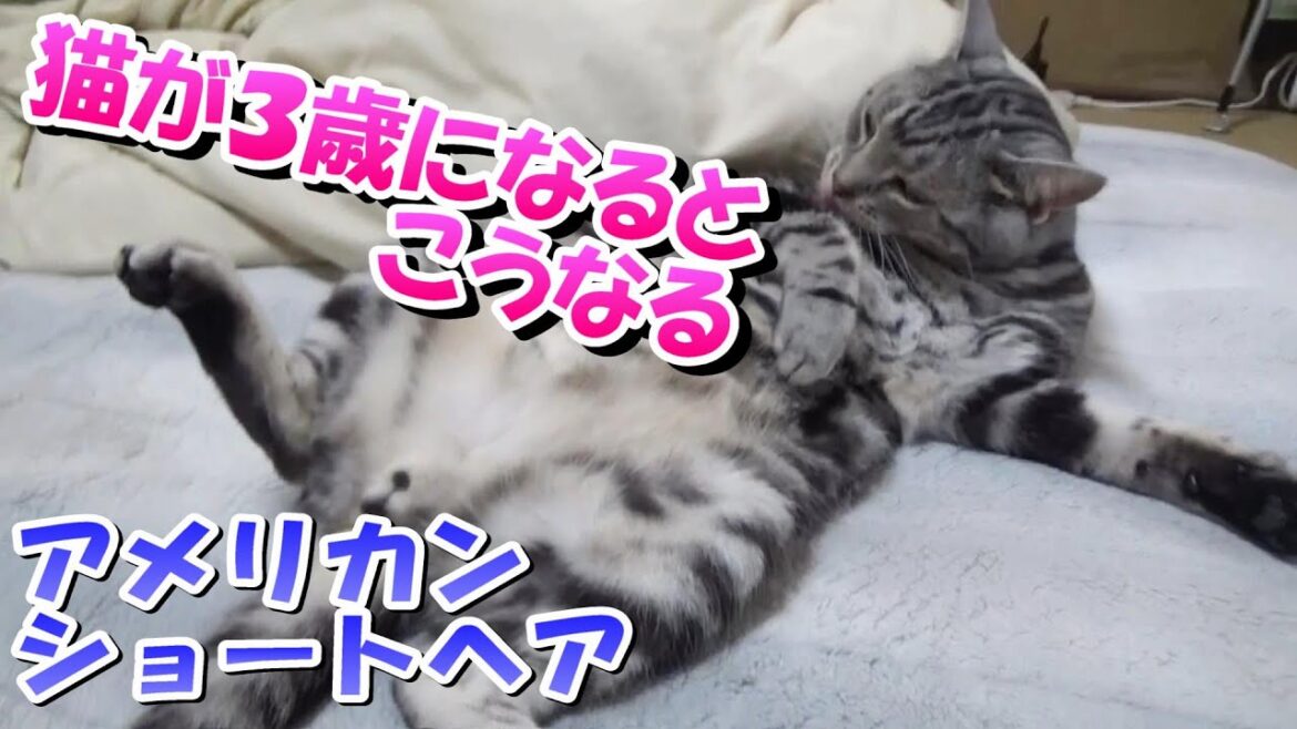 猫が３歳になるとこうなる（アメリカンショートヘアのソラ）