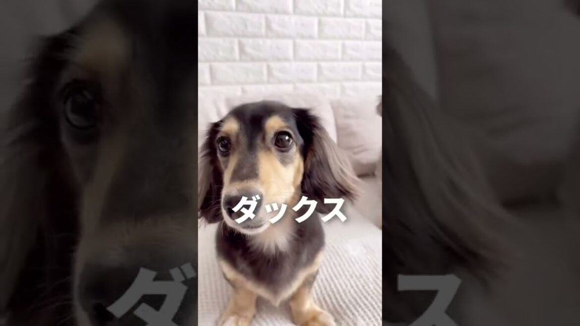 【恐怖】ミニチュアダックスとチワックスの歯の違い。#shorts