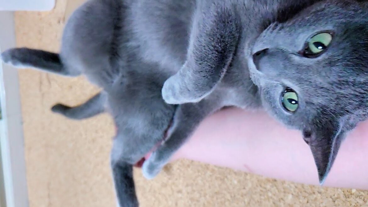 【猫動画】持ちつ持たれつな嫁とロシアンブルー【russianbule】The Possessed Wife and the Russian Blue 【猫動画】持ちつ持たれつな嫁とロシアンブルー【russianbule】The Possessed Wife and the Russian Blue
