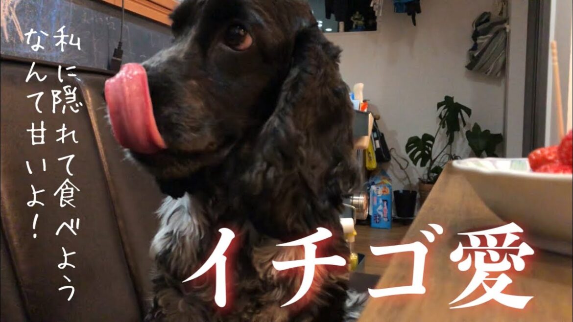【家・デッキ編#9】イチゴに目がない　イングリッシュコッカースパニエル 「みみ」の気持ち