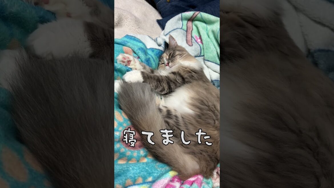 【GWの過ごし方】ノルウェージャンフォレストキャット＆サイベリアン