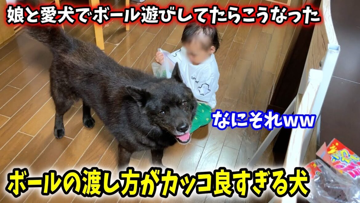 娘へのボールの渡し方がカッコ良すぎる犬【甲斐犬一休と猫のしずく】 娘へのボールの渡し方がカッコ良すぎる犬【甲斐犬一休と猫のしずく】