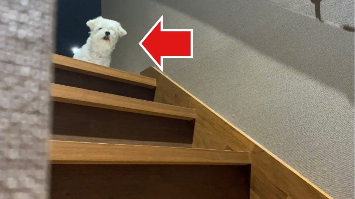 誰も居ない事を確認してから事に及ぶ犬【マルチーズ】