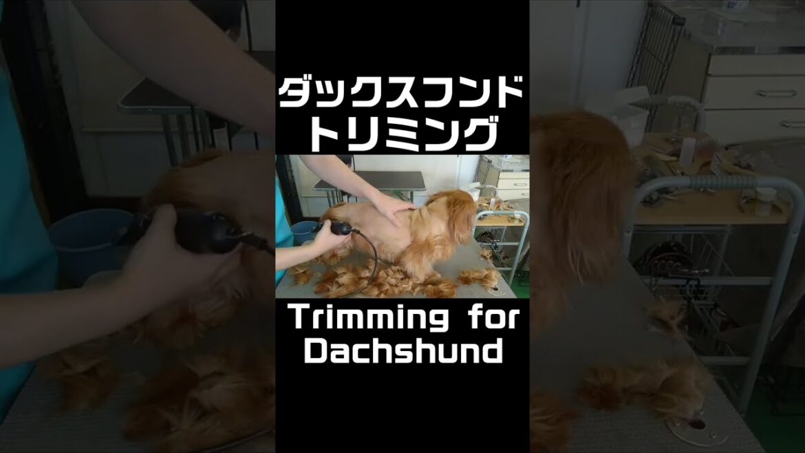 ミニチュアダックスフンドのトリミング | Trimming for Miniature Dachshund #Shorts