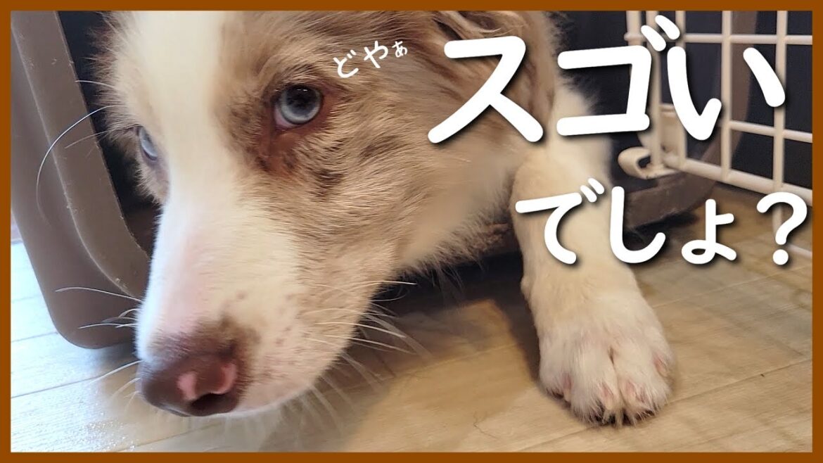 飲みにくいお薬を頑張って飲む子犬に感動しました😭【ボーダーコリー】