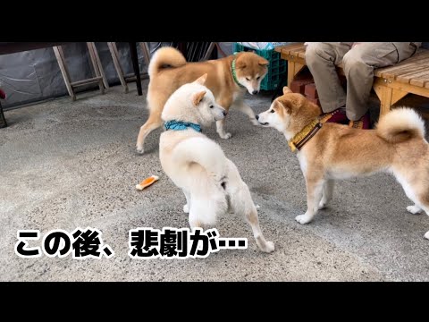 おやつと柴犬と悲劇w おやつと柴犬と悲劇w