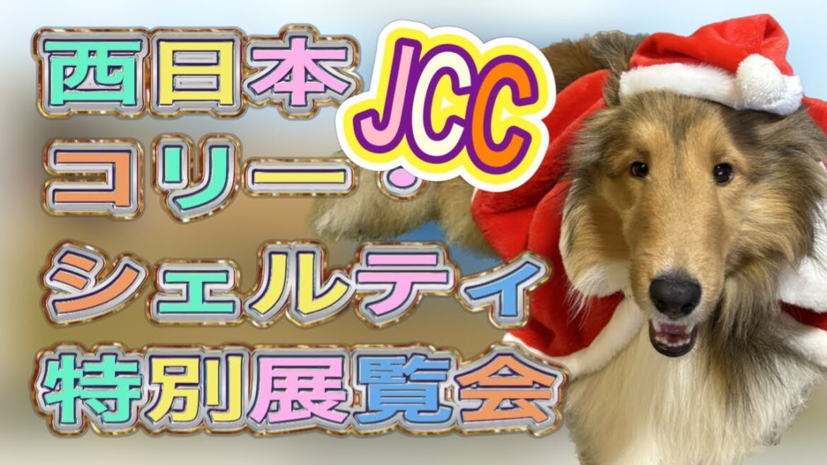 【ドッグショー】JCC西日本コリー・シェルティ特別展覧会
