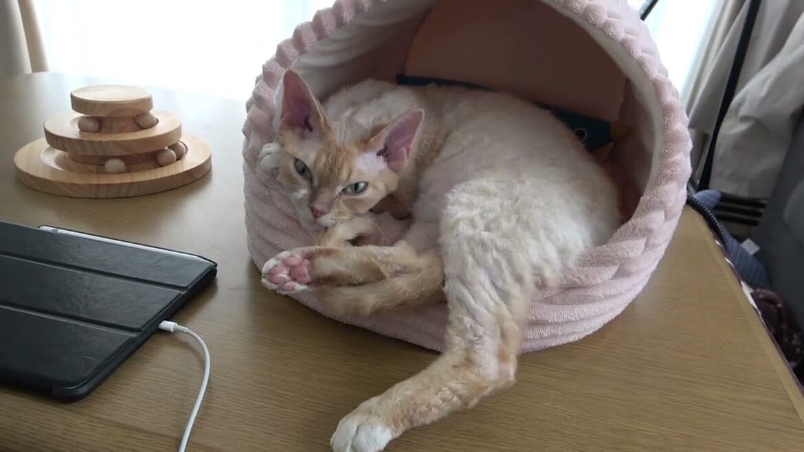 変な格好でお昼寝するデボンレックス猫です(Devon Rex cat taking a nap)