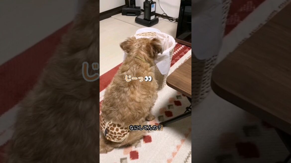 ころ助くん?何をしているのかな...?🐶 #shorts #犬