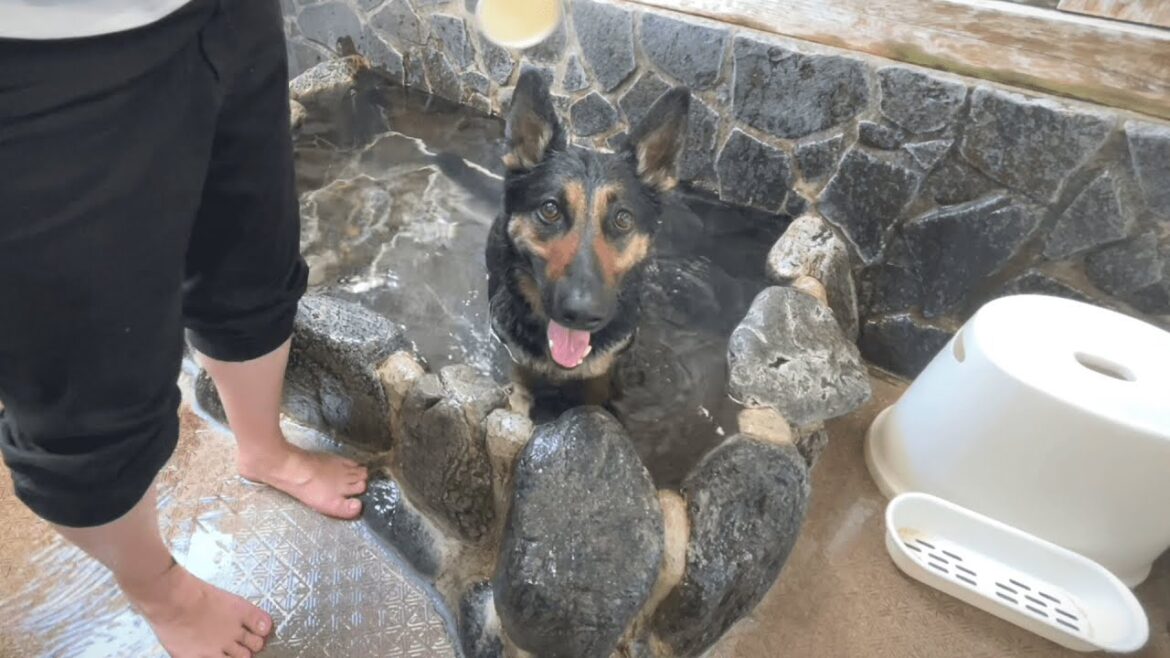 飼い主さん必見!道後温泉へ行ったら、ビックリするほど犬連れに快適な街でした! 飼い主さん必見!道後温泉へ行ったら、ビックリするほど犬連れに快適な街でした!