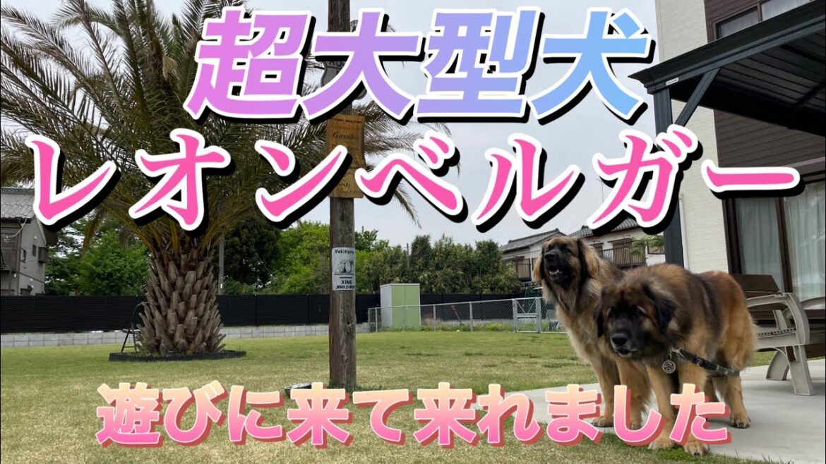 レオンベルガーが遊びに来てくれました~ レオンベルガーが遊びに来てくれました~