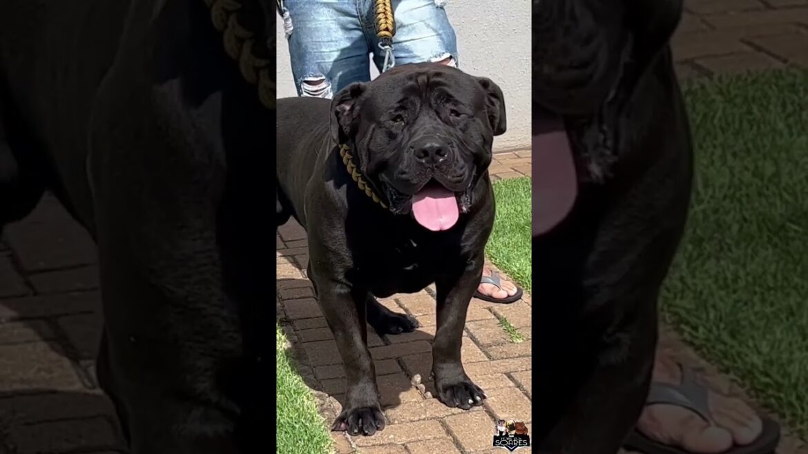šBOERBOEL BRASILEIRO! šBOERBOEL BRASILEIRO!