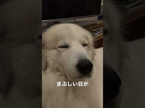 【グレートピレニーズ】まぶしい目が、かわいいのです 【グレートピレニーズ】まぶしい目が、かわいいのです