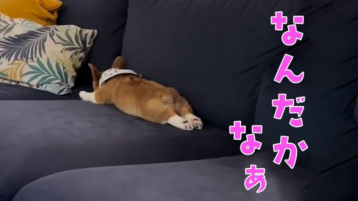 ソファを噛んじゃダメを言われたコーギーさん ソファを噛んじゃダメを言われたコーギーさん