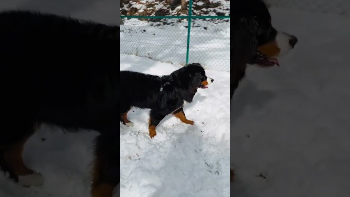 雪のドッグランで初めて遊ぶバーニーズマウンテンドッグ
