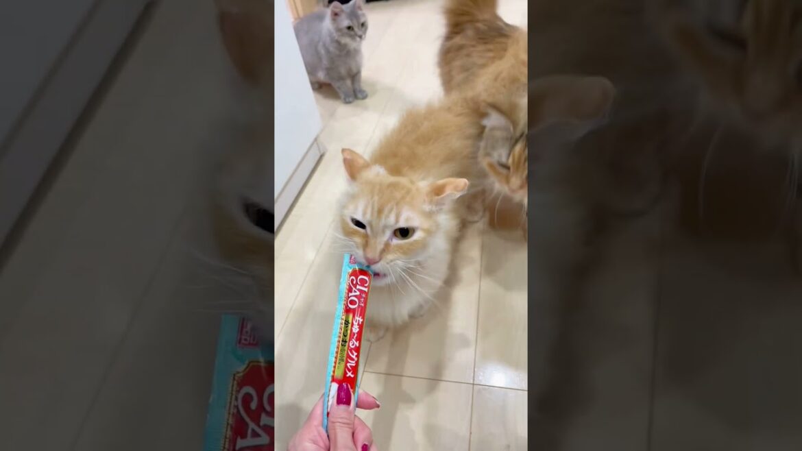 《里親募集中❣️》短足スクーカムちゃん男の子❣️#里親 #里親募集中 #猫 #マンチカン #猫 #ラパーマ #猫のいる暮らし