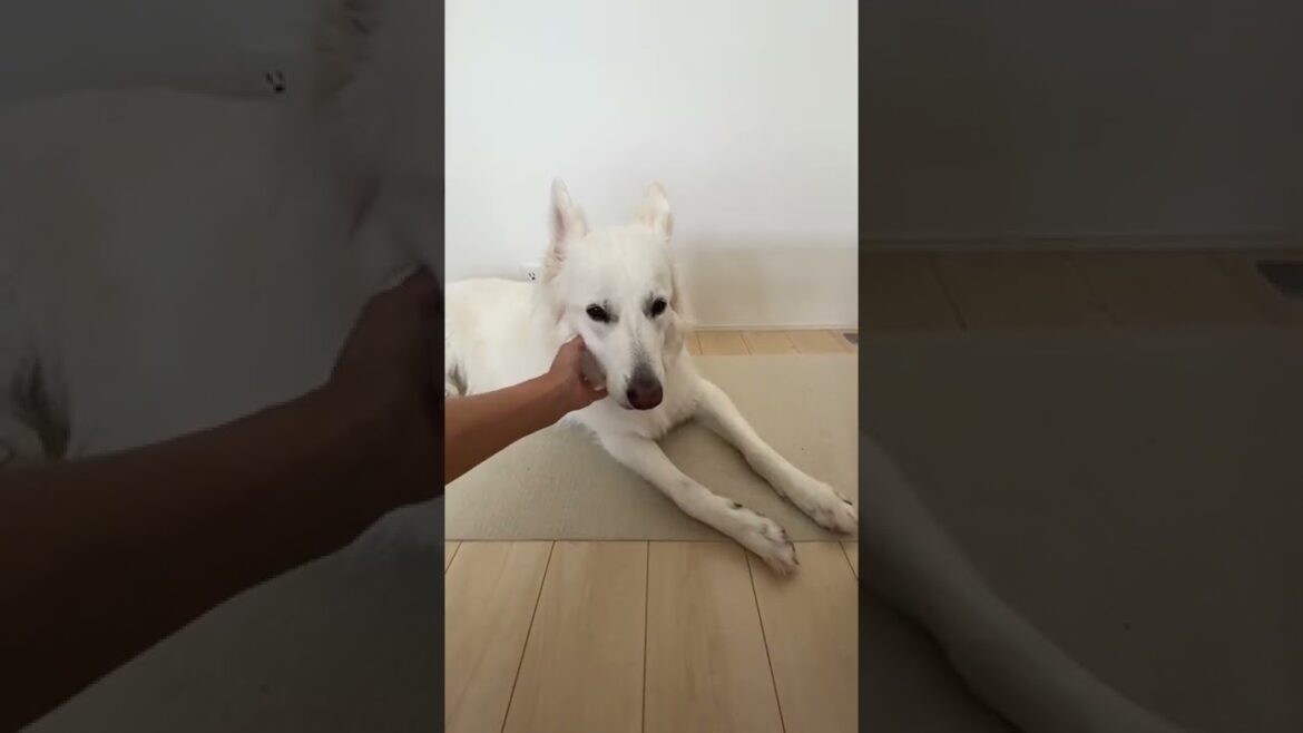 ホワイトシェパードのれお。寝起きからのもう一回寝ます。#shorts