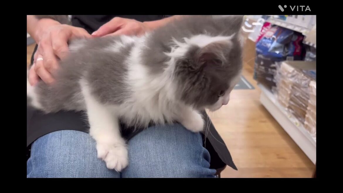 【サイベリアン】クリクリお目目の男の子