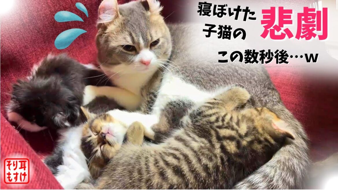 ママの乳首と間違えられてタマタマを吸われたパパの動きが猫離れしてたω
