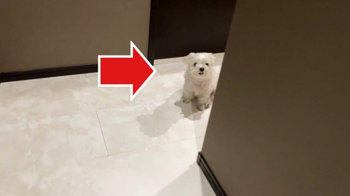 パパの居るお風呂にどうしてもママを誘いたい犬【マルチーズ】