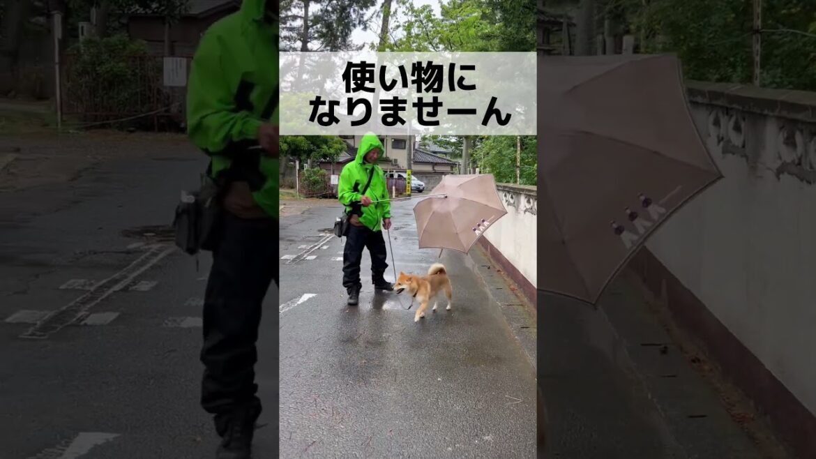 作る前に、まず、検索!#柴犬 作る前に、まず、検索!#柴犬