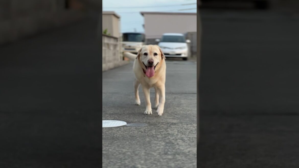 人間のストレスを全て吸収してくれるラブラドールレトリーバー #shorts #labradorretriever #癒し