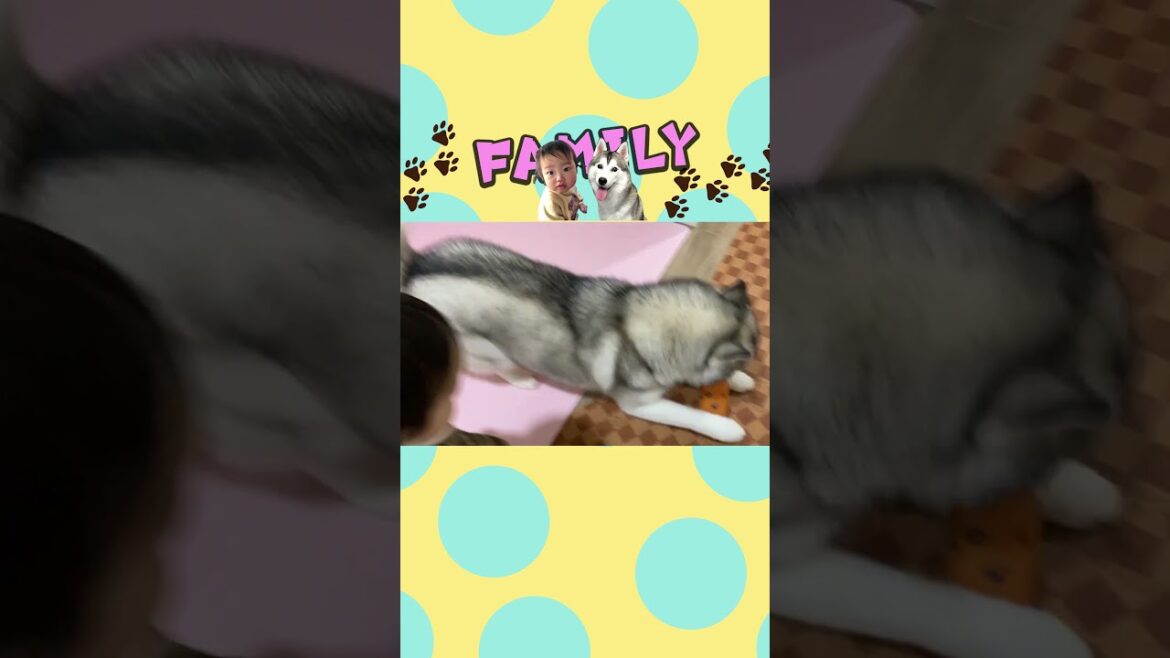 【見てて癒される】1歳児の子供とシベリアンハスキーのおもちゃの取り合い！笑 #shorts