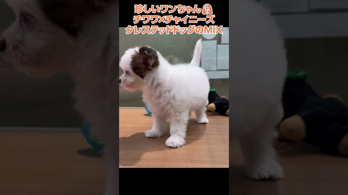 かわいい犬紹介 珍しいチワワ×チャイニーズクレステッドドッグのMIX🐩【横浜ペットショップ ベルドック】#shorts #犬のいる暮らし
