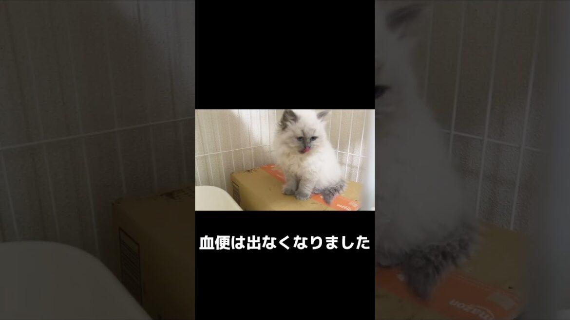 サイベリアンの子猫をお迎えして1週間の記録 #サイベリアン #子猫 #猫 #cats