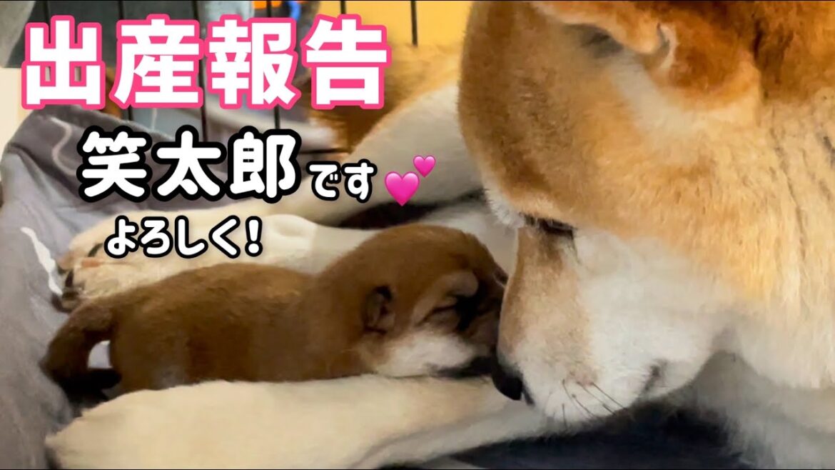 【出産報告】柴犬みかんと白柴Q太郎にチビーズ5匹目の誕生です♪