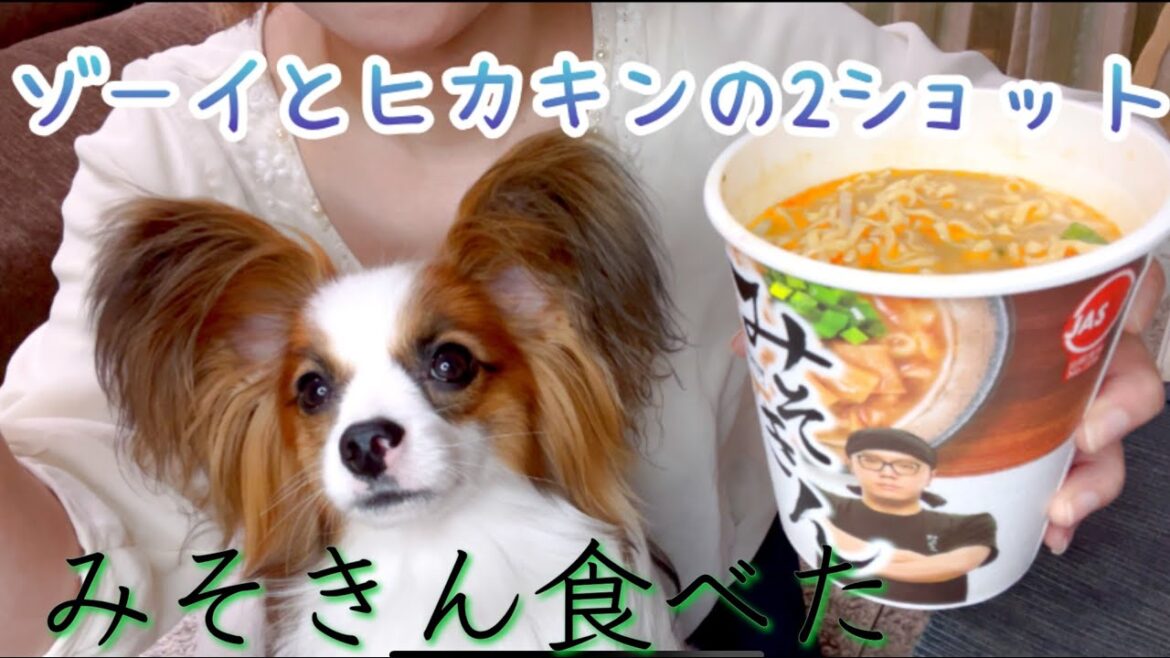 【食レポ】パピヨンとみそきん食べてみた