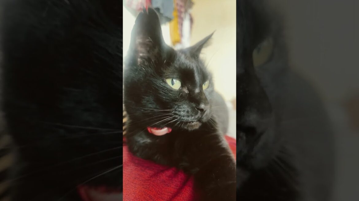 黒猫　人の上が大好き黒猫🐈‍⬛#shorts #shortsfeed #黒猫 #cat #blackcat