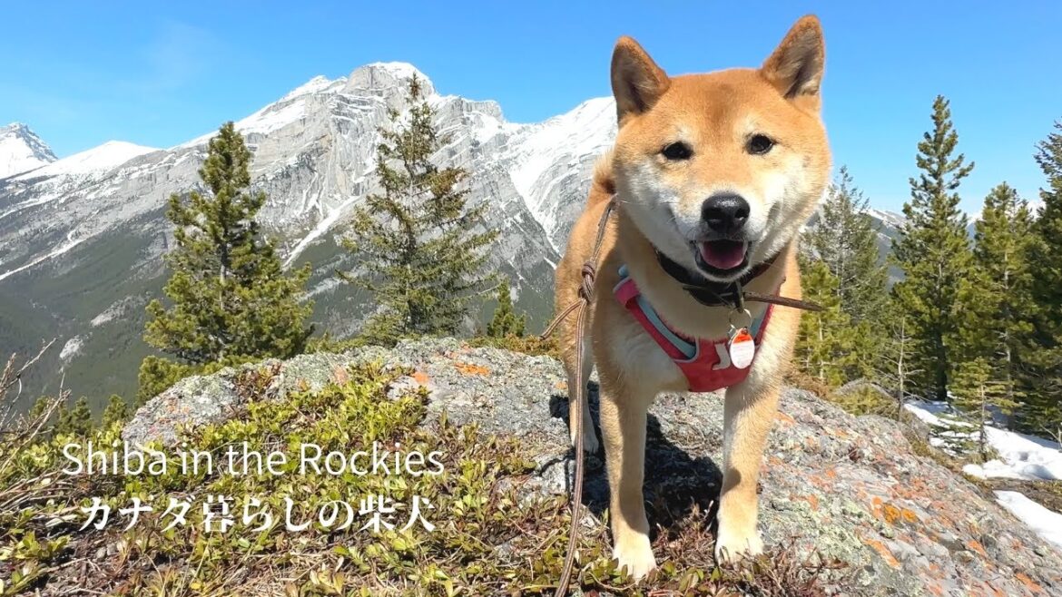 朝はテンションどん底でも山に来た途端にご機嫌になる柴犬【4K】 朝はテンションどん底でも山に来た途端にご機嫌になる柴犬【4K】