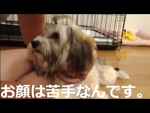 苦手な顔のブラッシングを渋々受け入れるもやっぱり嫌だったチャイクレのウィルちゃん。 苦手な顔のブラッシングを渋々受け入れるもやっぱり嫌だったチャイクレのウィルちゃん。