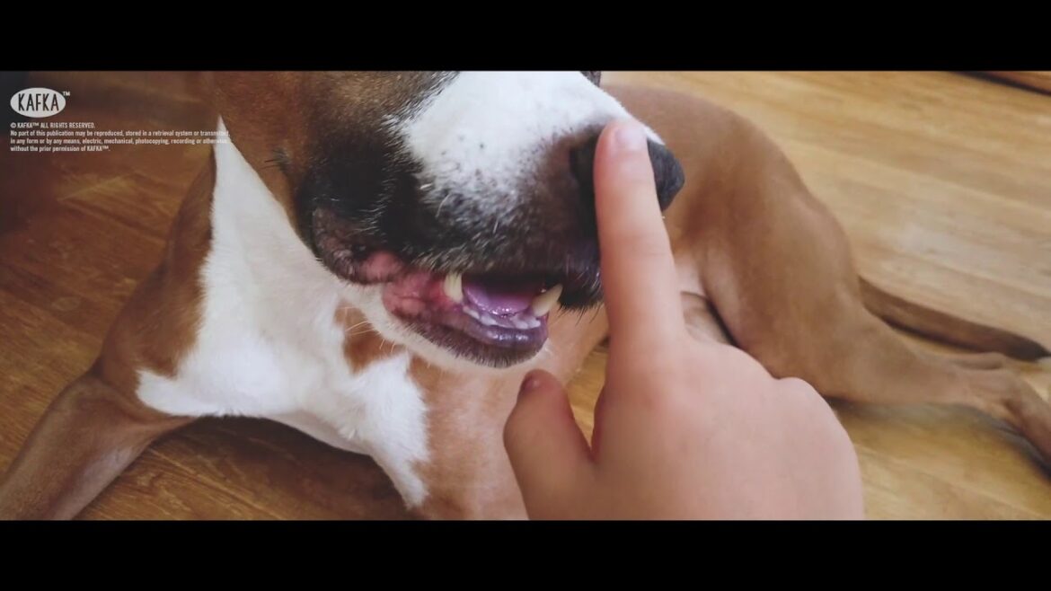 犬の一日を定点観測したら意外な事実が発覚「アムスタッフのカフカ」