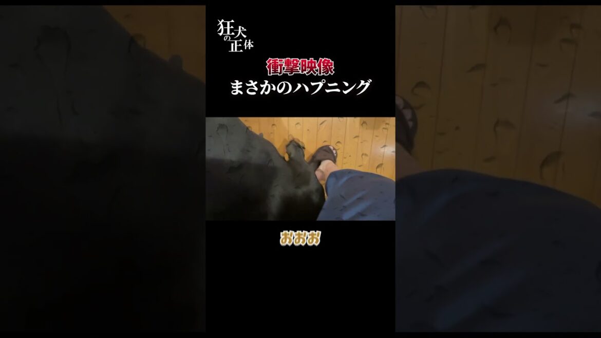 まさかのハプニング！ドーベルマンの歯が折れた！？