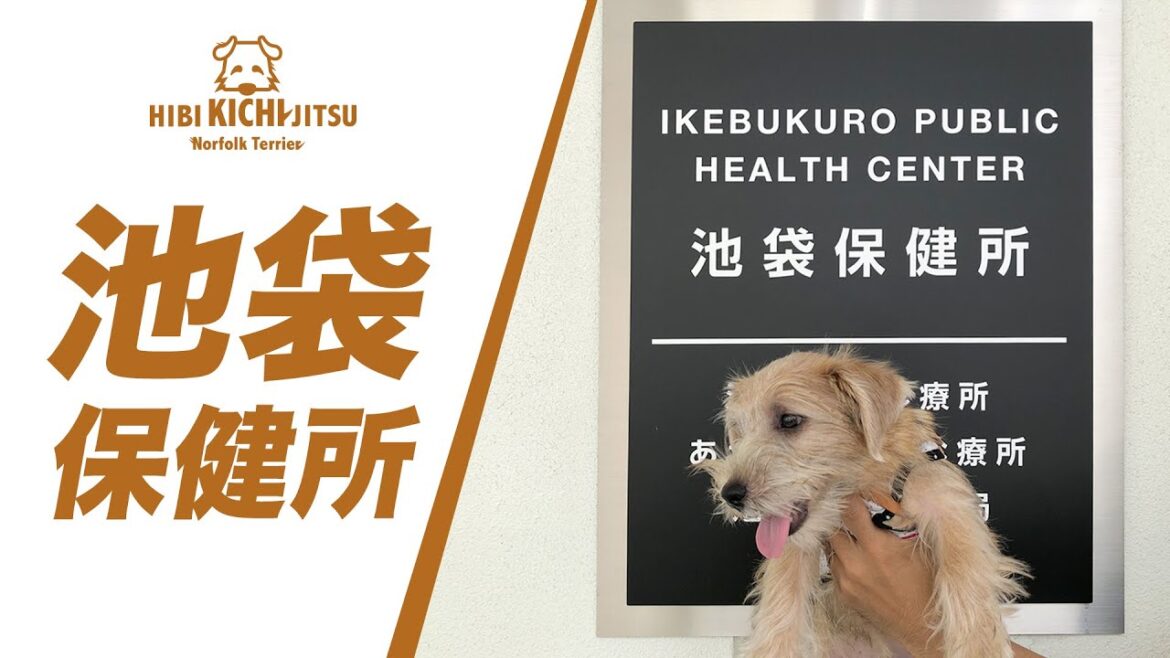 池袋保健所に一緒に行く子犬キチ ! 【ノーフォークテリア  puppy 犬 dog  】