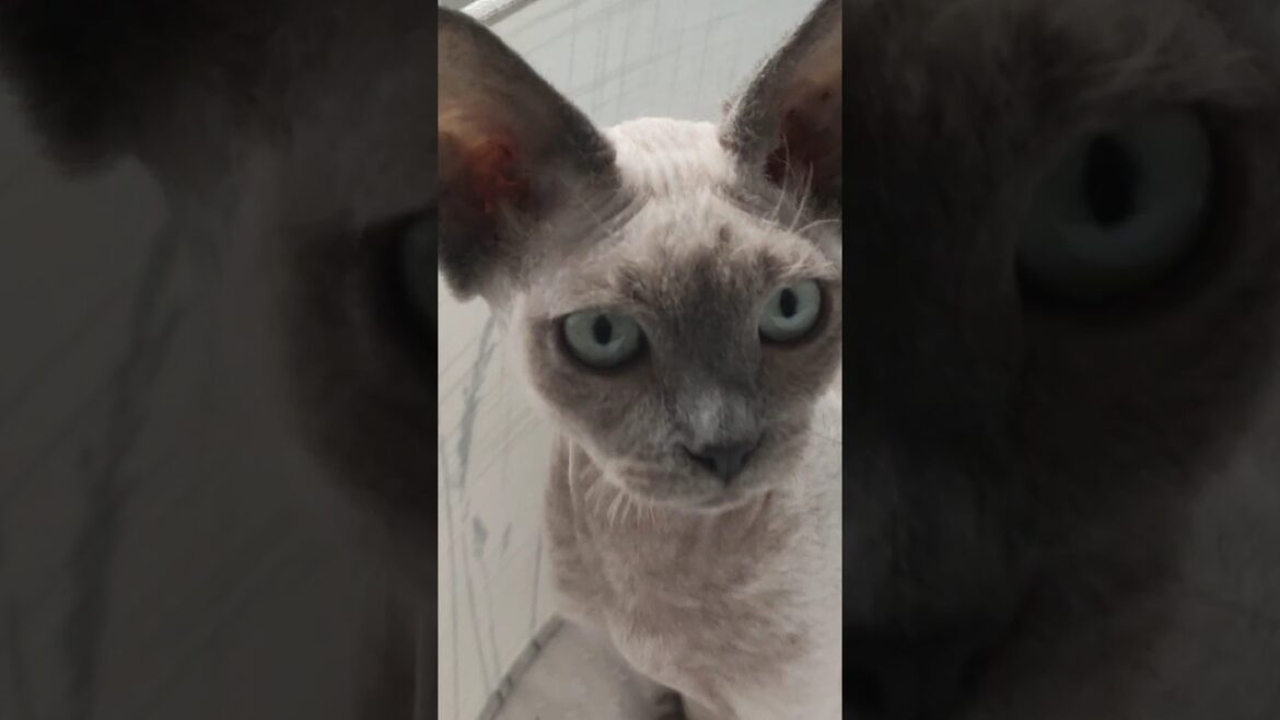 you want some? #kitten #cute #cornish #rex #cat  #cats