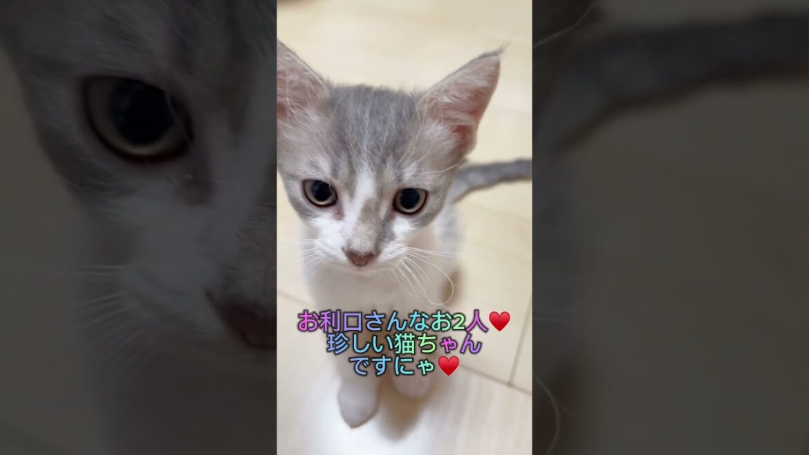 【お手入れ簡単巻き毛猫】スクーカムちゃん♥️ 【お問合せ詳細は説明欄に記載あります】 #ラパーマ #ブリーダー直販 #マンチカン #子猫 #猫 #ミヌエット #猫のいる暮らし #子猫販売 #猫動画 【お手入れ簡単巻き毛猫】スクーカムちゃん♥️ 【お問合せ詳細は説明欄に記載あります】 #ラパーマ #ブリーダー直販 #マンチカン #子猫 #猫 #ミヌエット #猫のいる暮らし #子猫販売 #猫動画