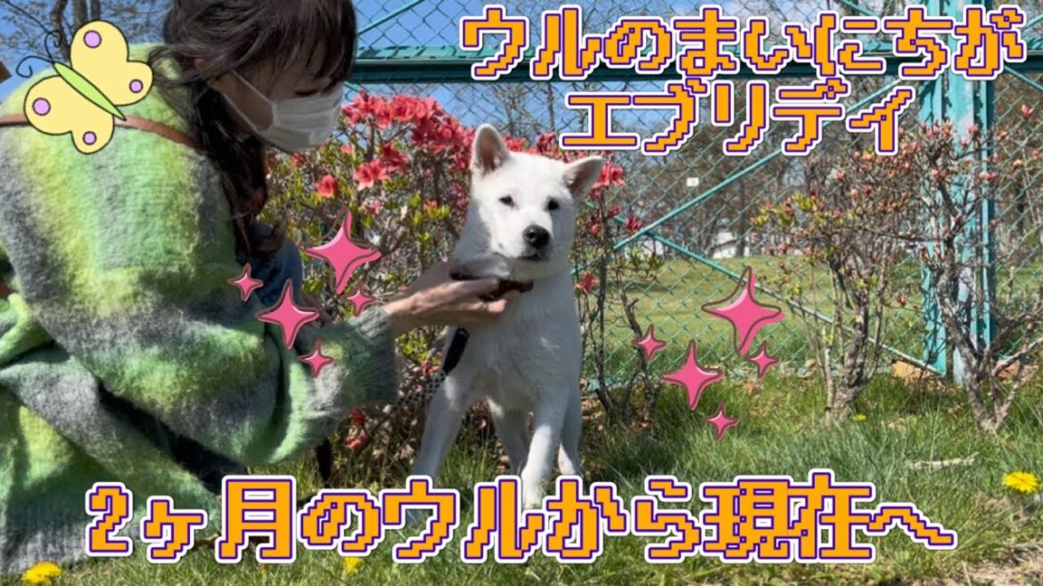 【生後2ヶ月から】紀州犬ウルのまいにちがエブリデイ【現在へ！】