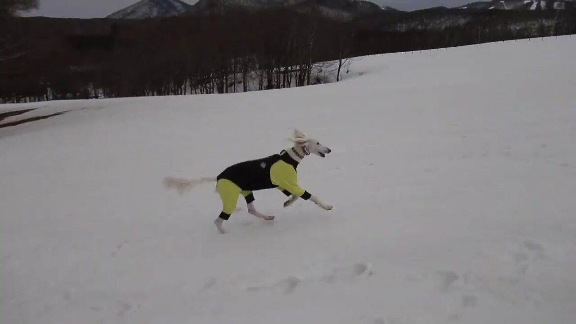 サルーキ　みしぇる！サブタイトルは脱兎の如く♪（Saluki）