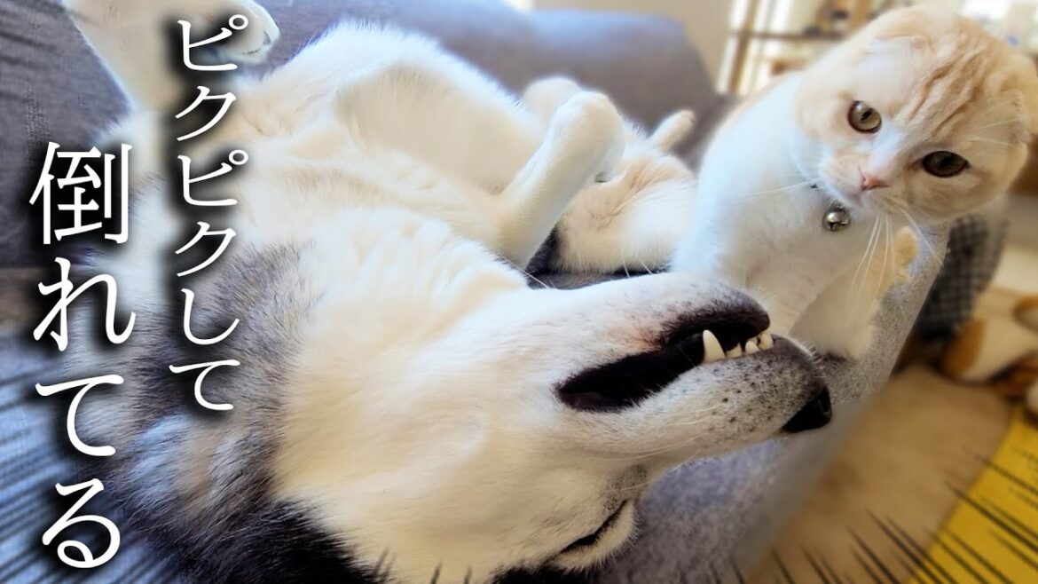 ソファーで犬がピクピク倒れているのを発見した子猫の対応に驚きました ソファーで犬がピクピク倒れているのを発見した子猫の対応に驚きました