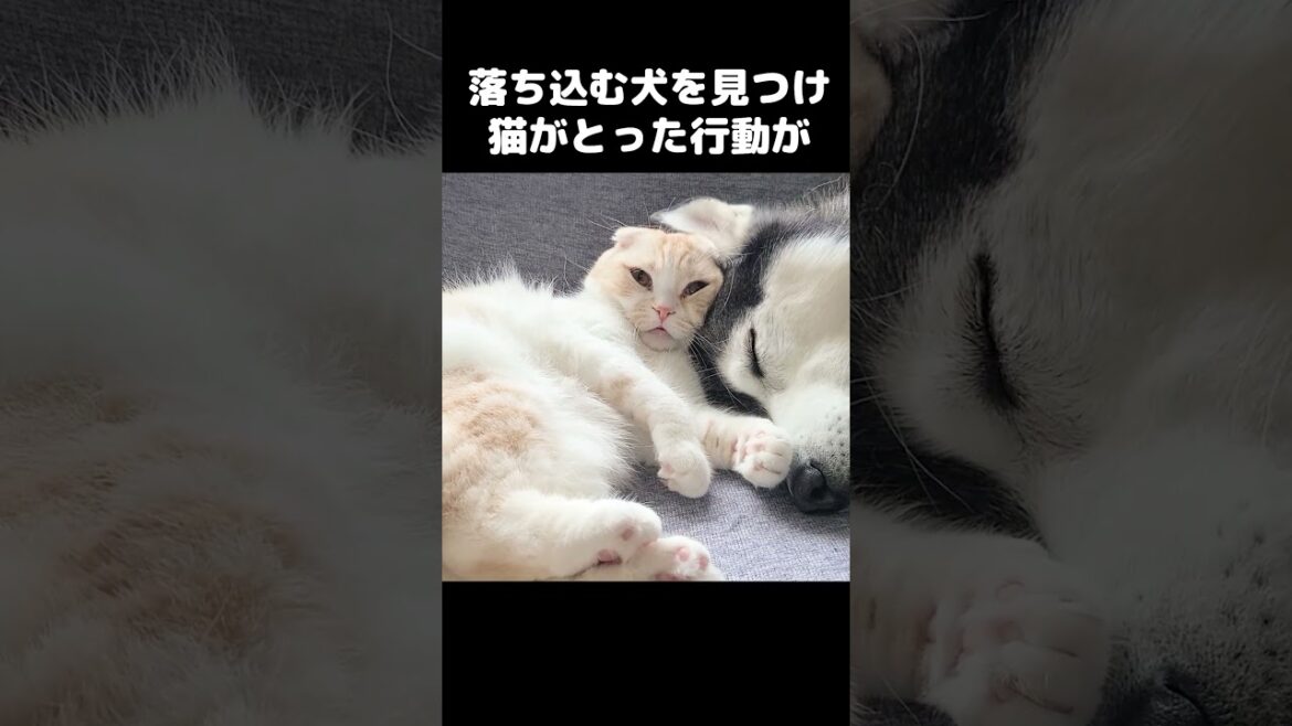 落ち込む犬を見つけ猫がとった行動が...#猫