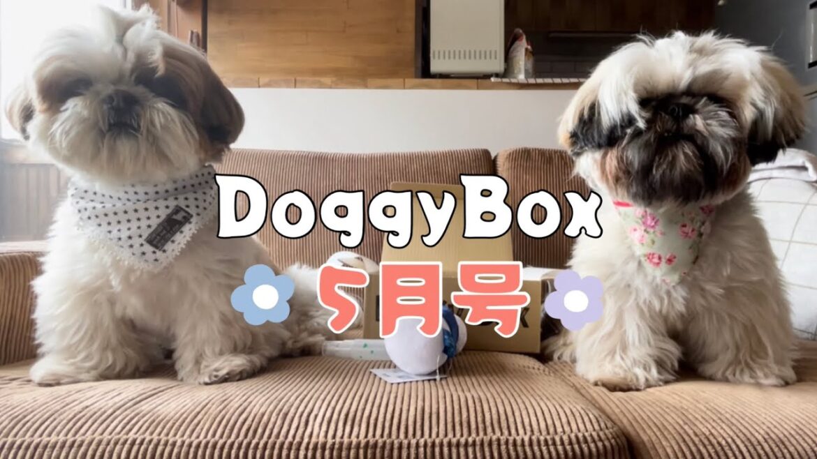 [シーズー多頭飼い]お散歩/朝からワンプロ/ドギボ開封♪