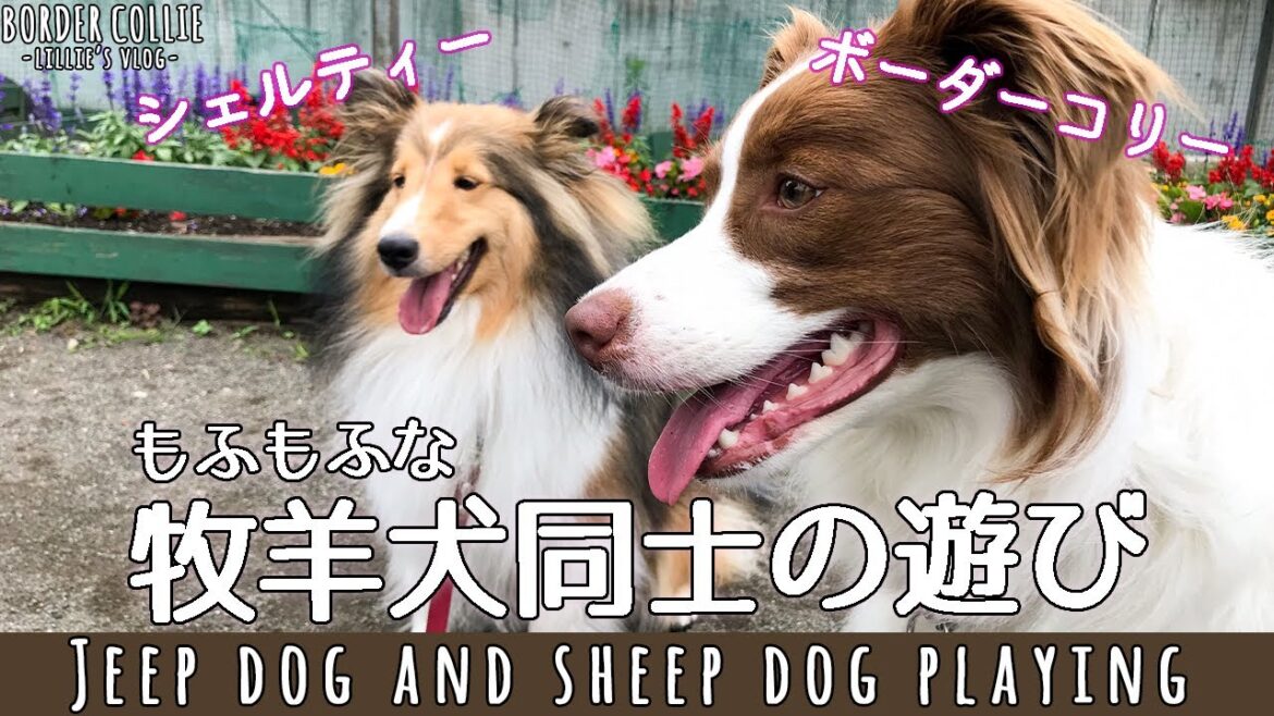 もふもふ牧羊犬 ボーダーコリーとシェルティーの遊び/ Sheepdog Border Collie and Sheltie Play
