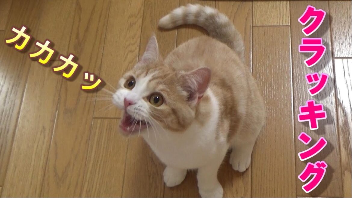 クラッキングする猫~真剣なまなざしがかわいい【スコティッシュフォールド】 クラッキングする猫~真剣なまなざしがかわいい【スコティッシュフォールド】
