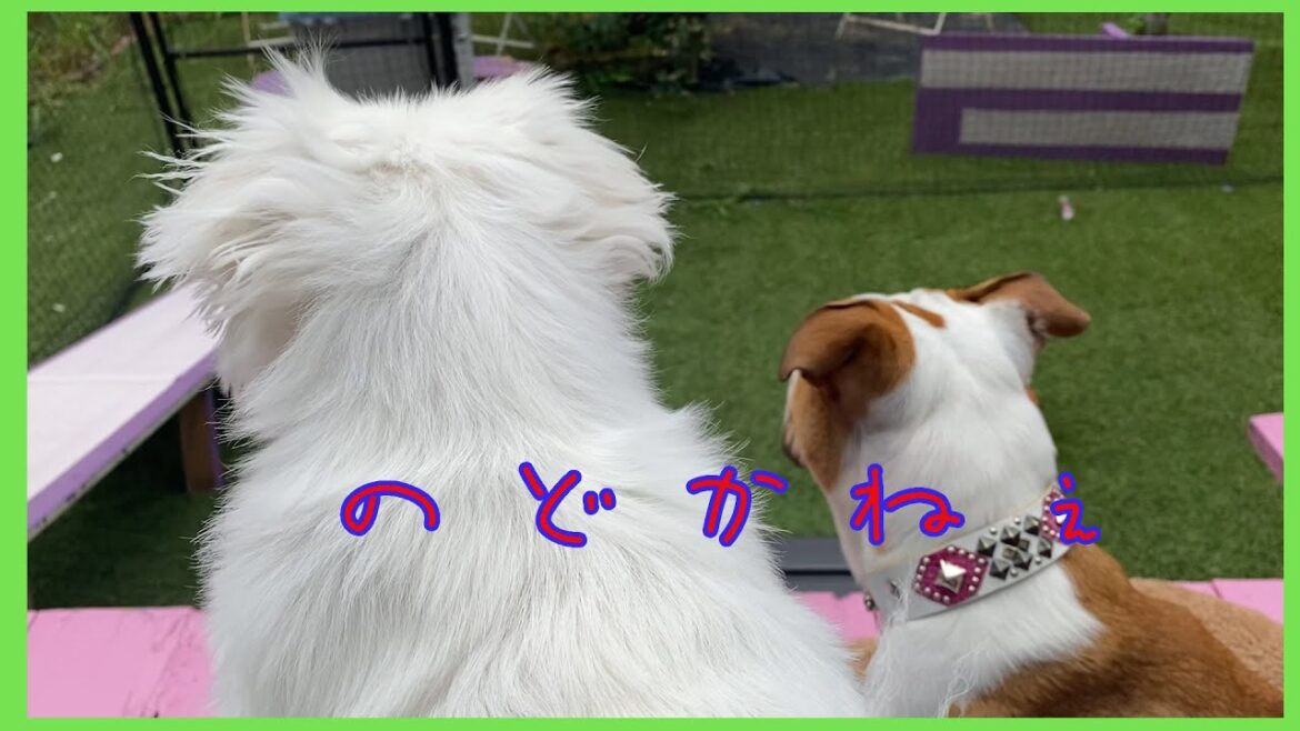 何も予定がなかったGWに各々が好きな上座を見つけたらしい