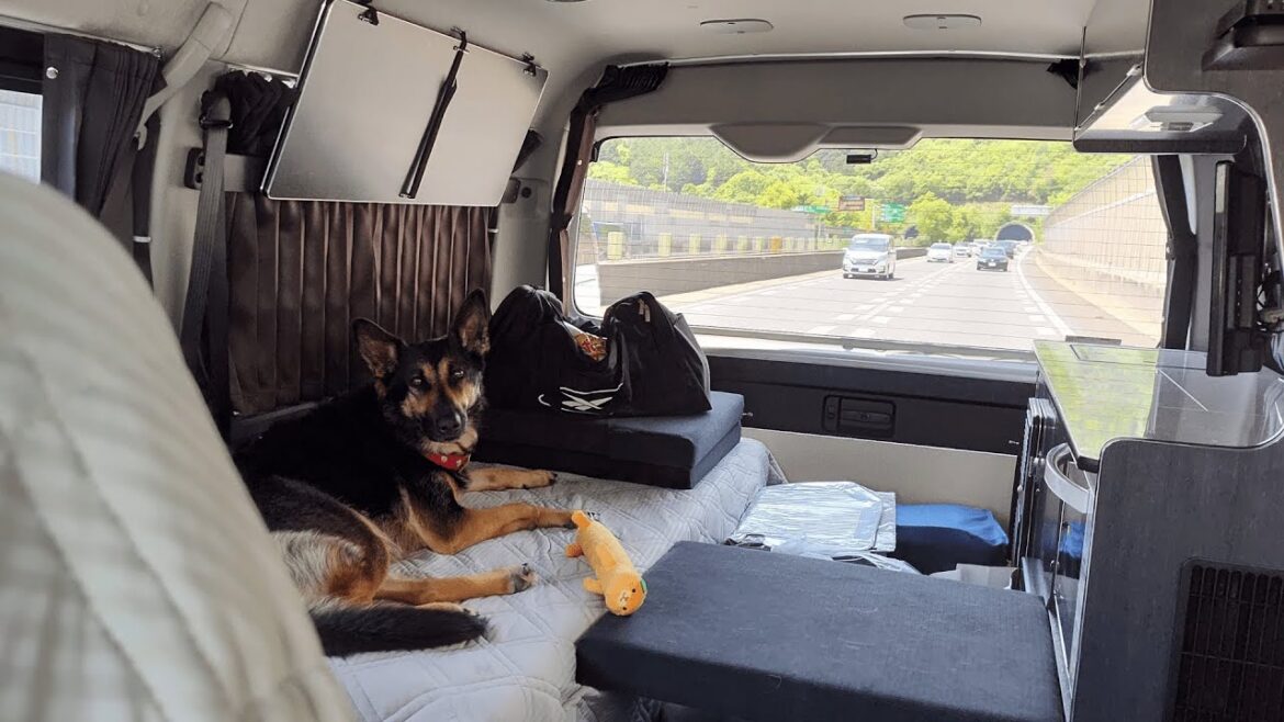 【愛犬と初めての車中泊旅】最終日、とにかくサービスエリアに寄りまくる！